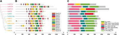 Unveiling the functional diversity of ionotropic glutamate receptors in the Pacific oyster (Crassostrea gigas) by systematic studies